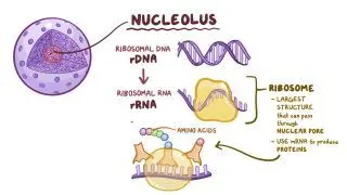 Nuclear structure