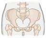 Pelvis