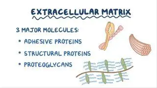Extracellular matrix