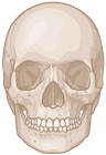 Osteopathic cranial manipulative medicine