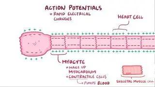 Action potentials in myocytes