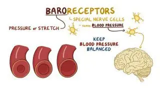 Baroreceptors