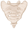 Sacrum
