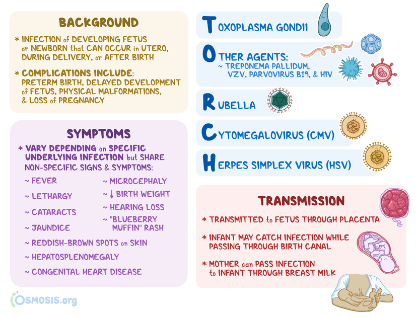 TORCH Infection in Pregnancy Symptoms and Treatment | Osmosis