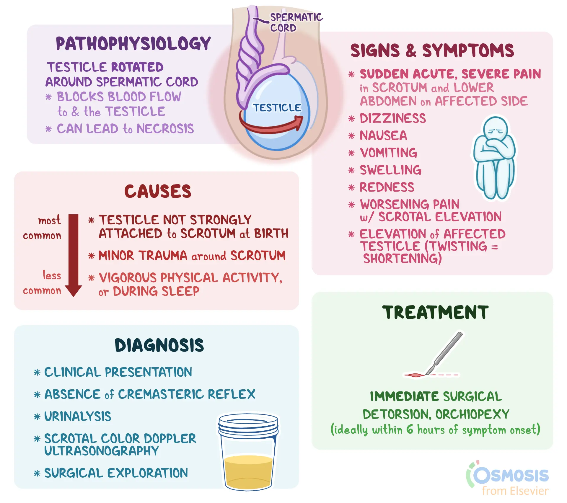 Testicular Torsion: What Is It, Causes, Pain, Appearance, Treatment