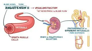 Renin-angiotensin-aldosterone system