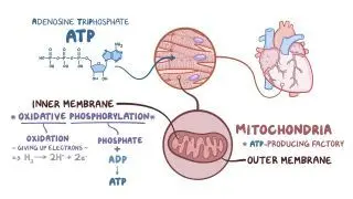Electron transport chain and oxidative phosphorylation