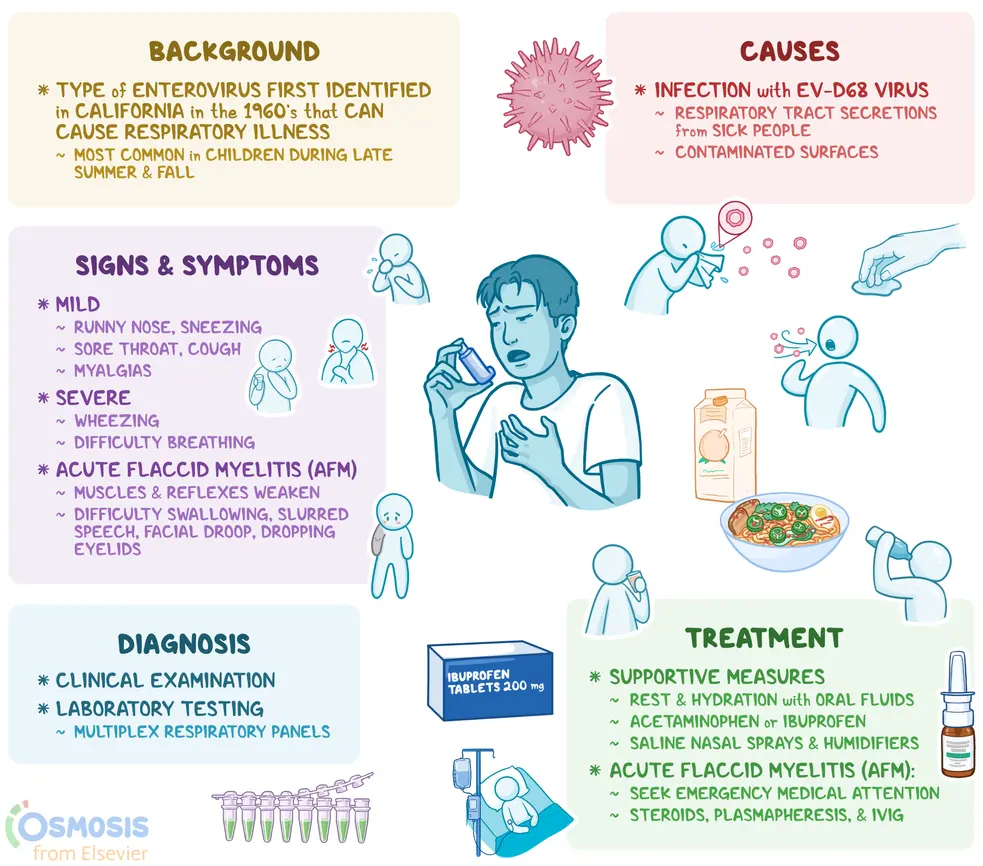An infographic detailing enterovirus D68.