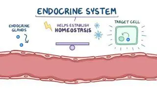 Endocrine system anatomy and physiology