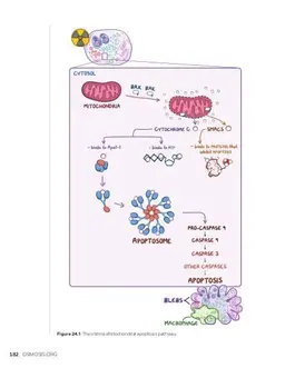 Necrosis and apoptosis: Video, Causes, &amp; Meaning | Osmosis
