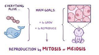 Mitosis and meiosis