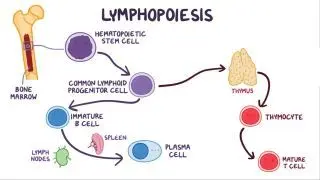 B and T cells Notes: Diagrams & Download PDF | Osmosis