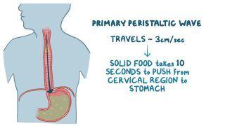 Esophageal motility