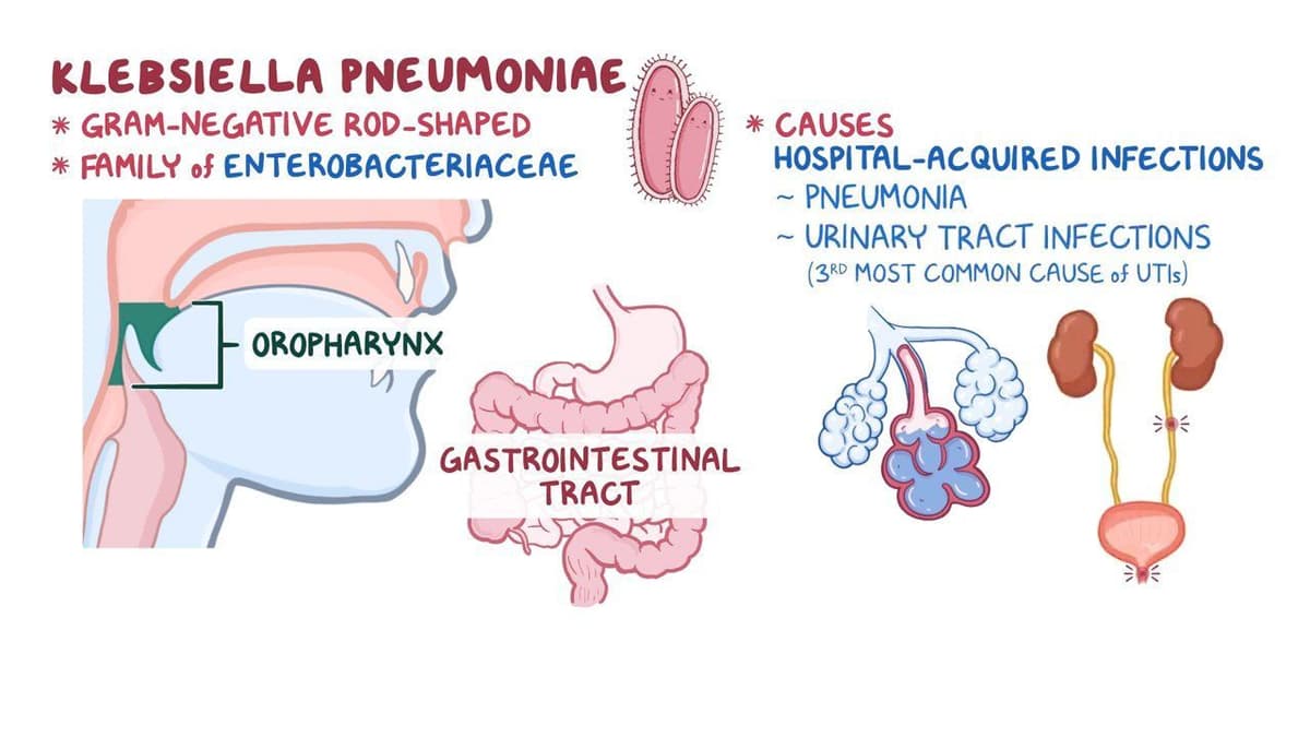 Klebsiella pneumoniae: Video, Causes, & Meaning | Osmosis