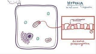 Hypoxia