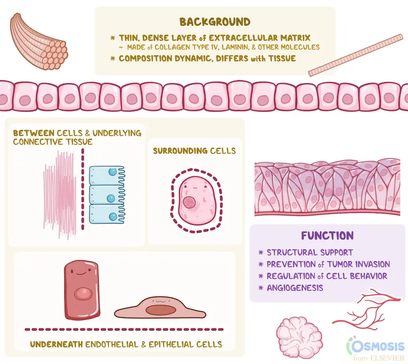 Basement Membrane: What Is It, How It?s Formed, and More | Osmosis