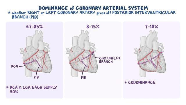 video-anatomy-of-the-heart-osmosis