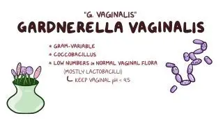 Gardnerella vaginalis (Bacterial vaginosis)