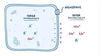 Resting membrane potential