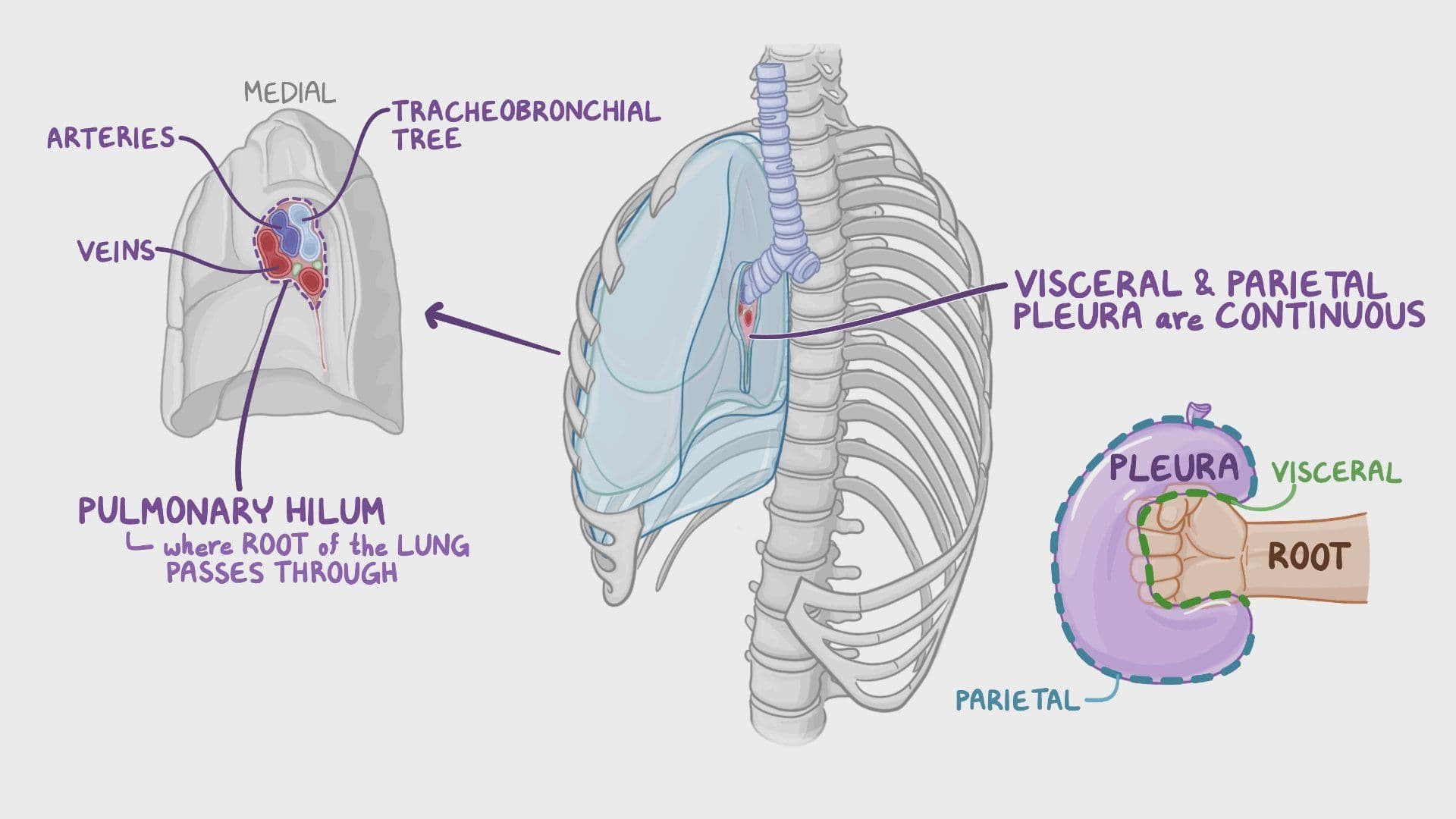 Anatomy of the pleura: Video, Causes, & Meaning | Osmosis