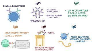 Antibody classes