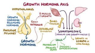 Hyperpituitarism and hypopituitarism Notes: Diagrams & Download PDF ...