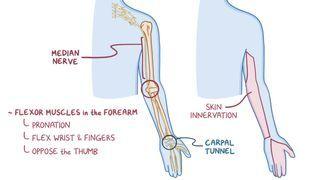Brachial plexus