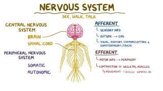 Anatomy and Physiology of the Nervous System Notes: Diagrams & Download ...