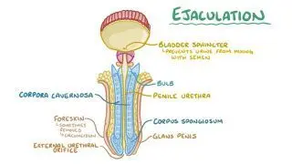 Anatomy and physiology of the male reproductive system