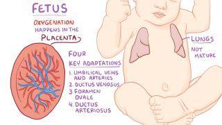 Fetal circulation
