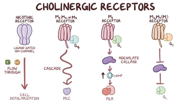 Receptores colinérgicos: Vídeo, Anatomía & Definición | Osmosis