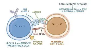 B and T cells Notes: Diagrams & Download PDF | Osmosis