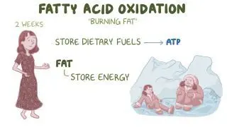 Fatty acid oxidation