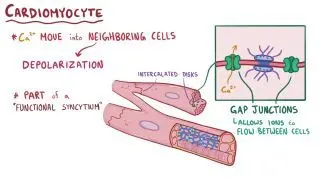 Cardiac excitation-contraction coupling