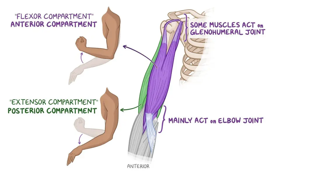 Anatomy of the arm: Video, Causes, & Meaning | Osmosis