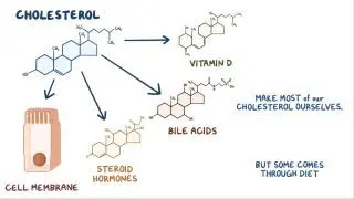 Cholesterol metabolism