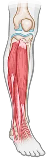 Lower limb