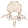 Lumbar spine