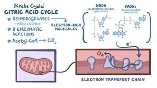 Citric acid cycle