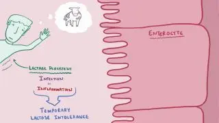 Lactose intolerance: Video, Causes, & Meaning