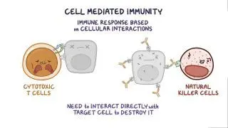B and T cells Notes: Diagrams & Download PDF | Osmosis