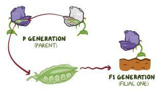 Mendelian genetics and punnett squares
