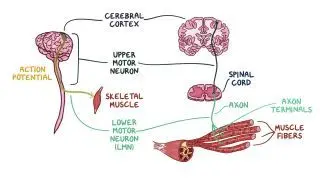 Neuromuscular junction and motor unit