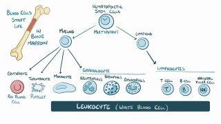 Chronic leukemia