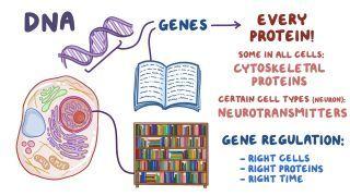 Gene regulation