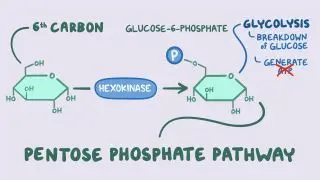 Pentose phosphate pathway