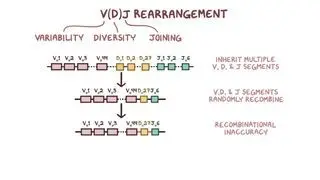 VDJ rearrangement