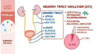 bpc 157 цена BPC-157 Erectile Dysfunction Study: What the Current Evidence Actually Shows main image 1