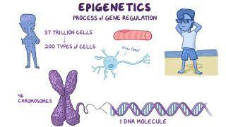 Epigenetics