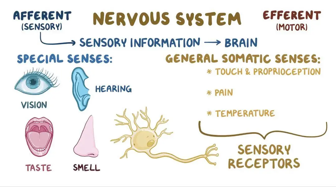 Somatosensory pathways: Video, Causes, & Meaning | Osmosis